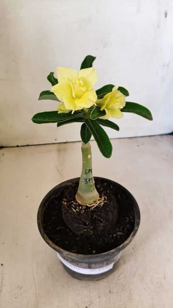 ENXERTO 12302 – 20cm (cor LM 315) - Imagem 2