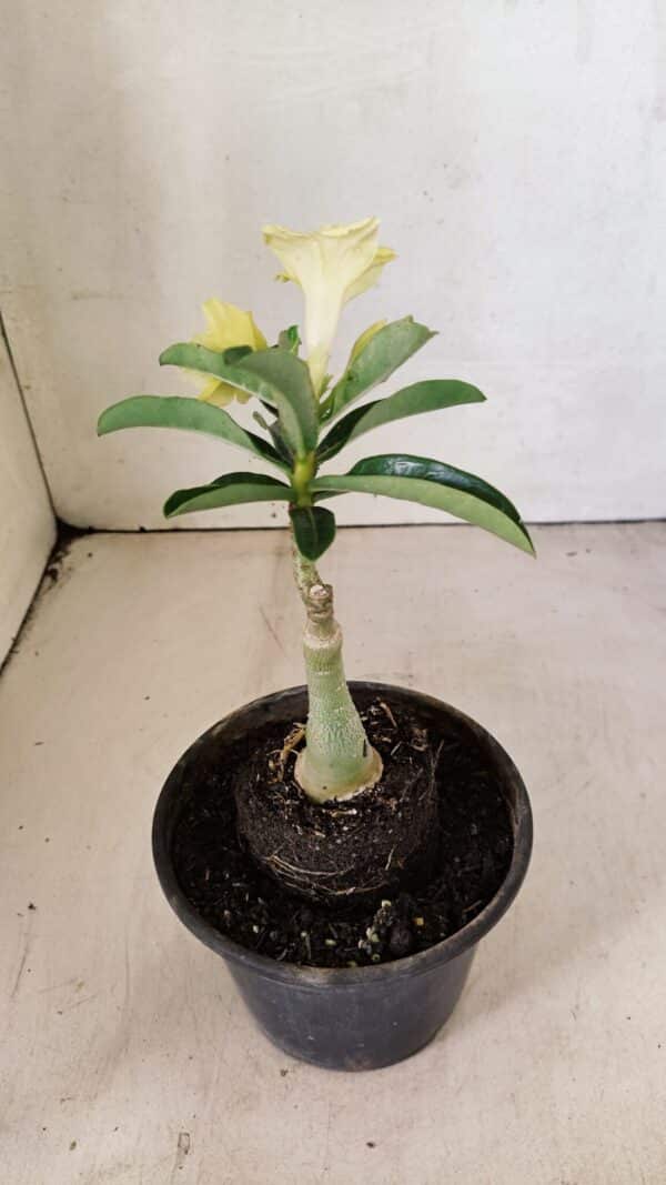 ENXERTO 12302 – 20cm (cor LM 315) - Imagem 5