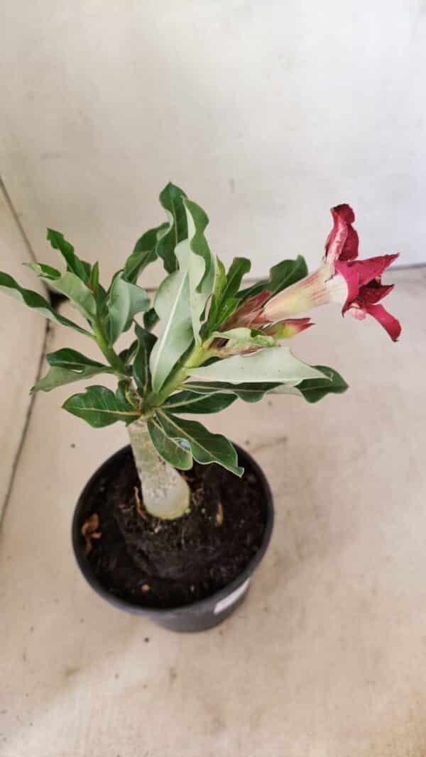 ENXERTO 12306 – 20cm (cor LM 362) - Imagem 5