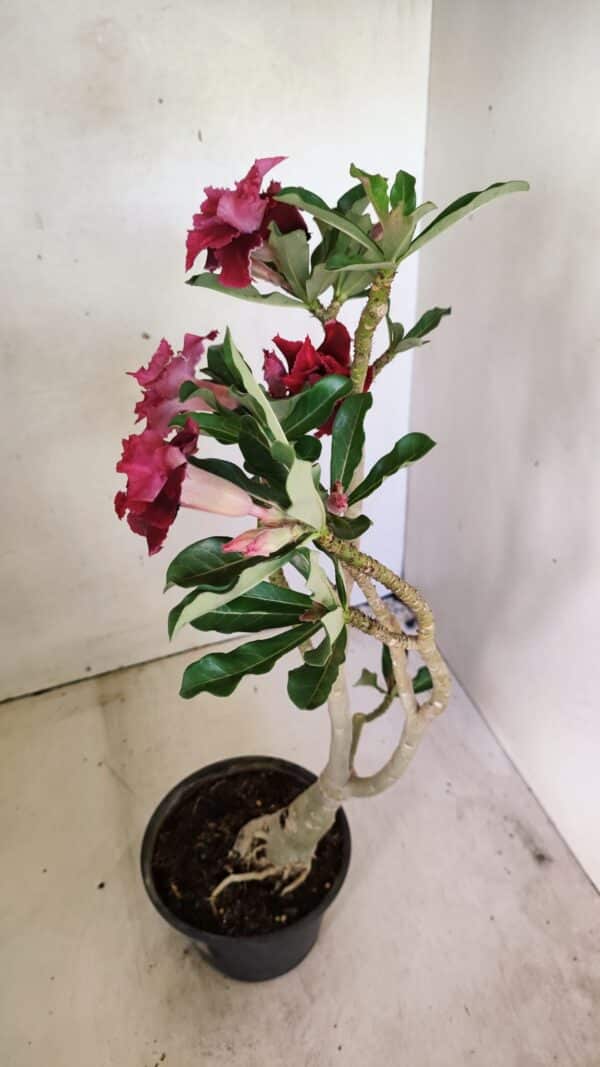 ENXERTO 12309 – 30cm (cor LM 600) - Imagem 5