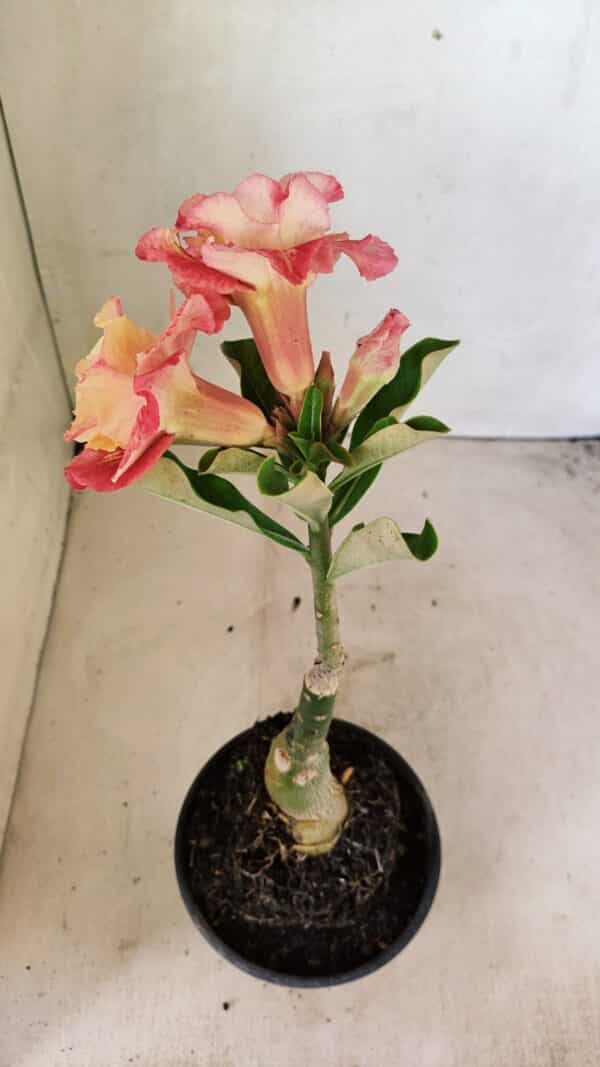 ENXERTO 12310 – 25cm (cor LM 582) - Imagem 5