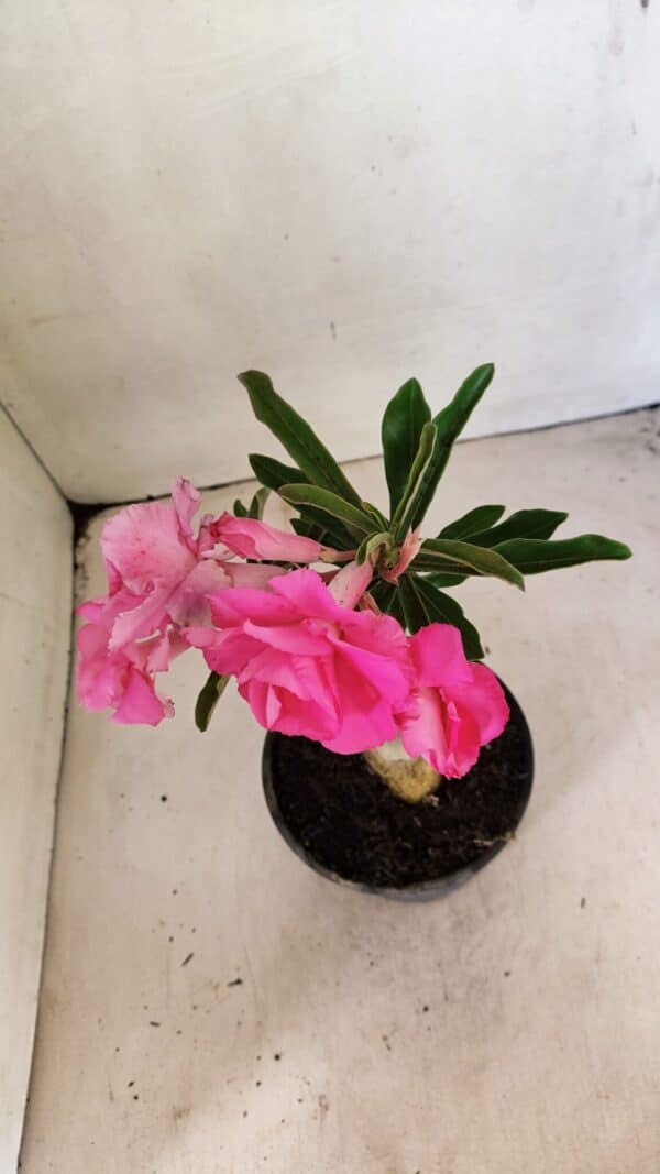 ENXERTO 12311 – 20cm (cor LM 04) - Imagem 7