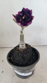 ENXERTO 12315 – 20cm (cor LM 916) - Imagem 2