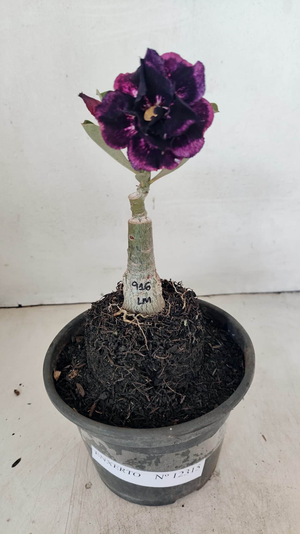 ENXERTO 12315 (1) ENXERTO 12315 – 20cm (cor LM 916) - Imagem 2