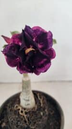 ENXERTO 12315 – 20cm (cor LM 916)