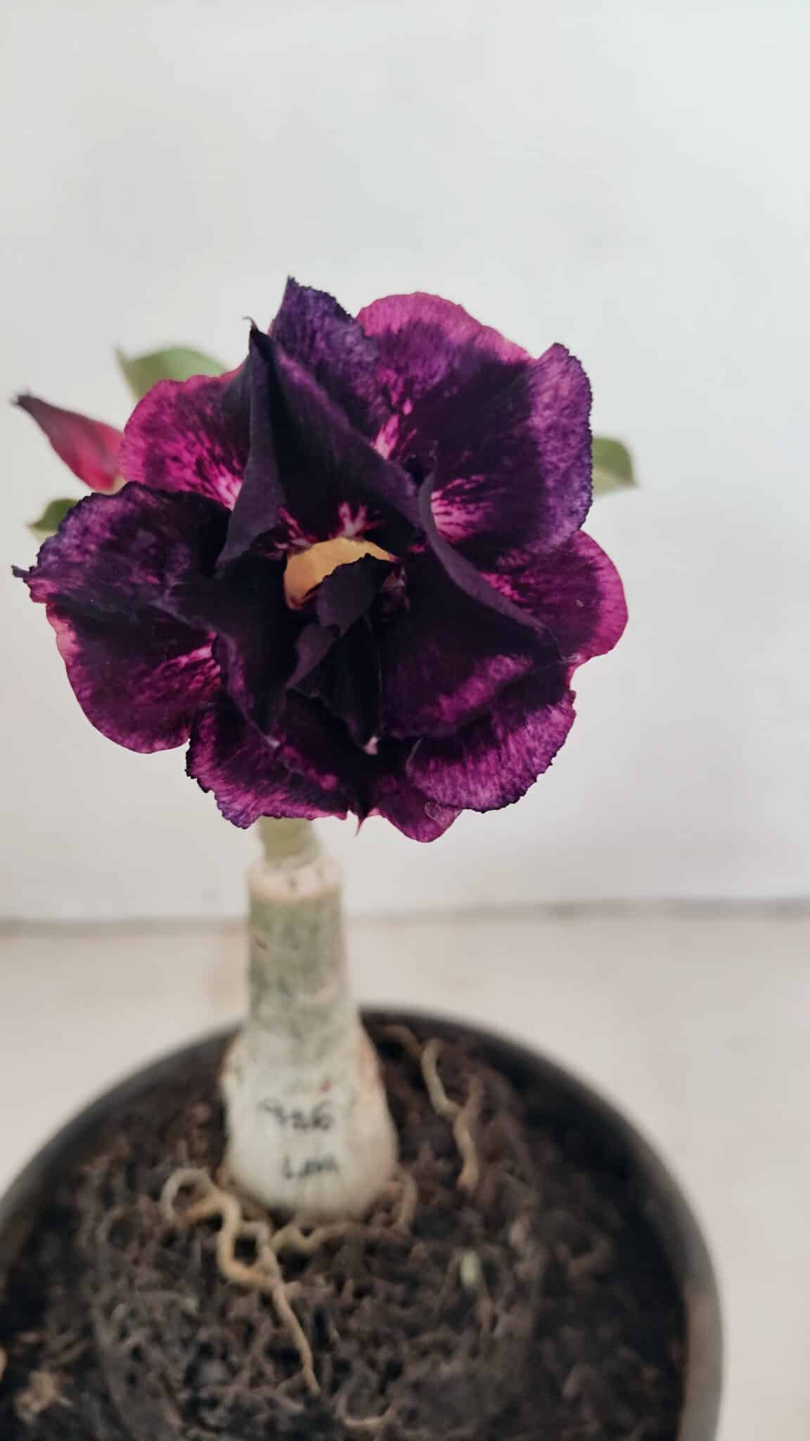 ENXERTO 12315 (2) ENXERTO 12315 – 20cm (cor LM 916) - Imagem 1