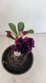 ENXERTO 12315 – 20cm (cor LM 916) - Imagem 4