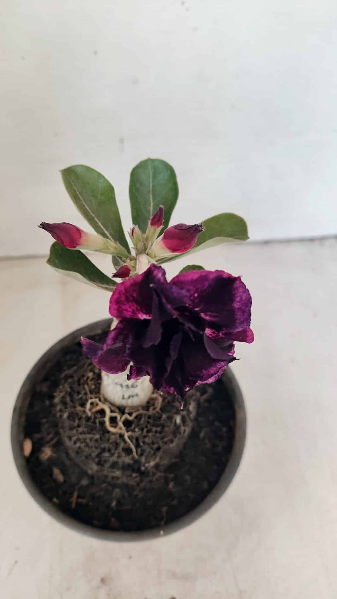 ENXERTO 12315 (4) ENXERTO 12315 – 20cm (cor LM 916) - Imagem 4