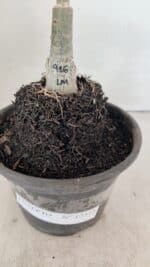 ENXERTO 12315 – 20cm (cor LM 916) - Imagem 7