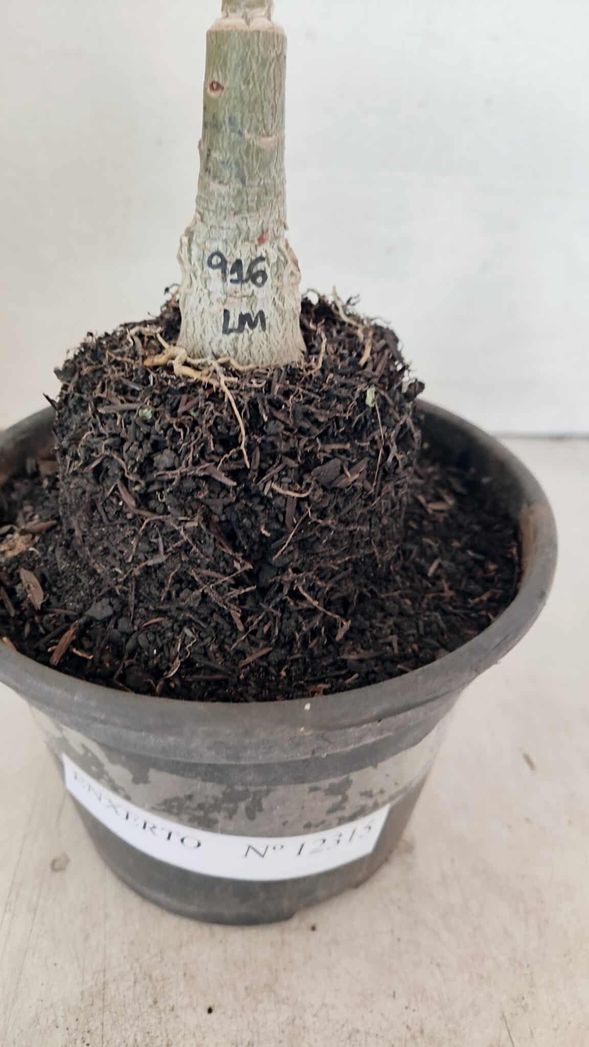 ENXERTO 12315 (5) ENXERTO 12315 – 20cm (cor LM 916) - Imagem 7