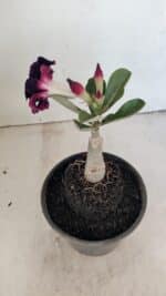 ENXERTO 12315 – 20cm (cor LM 916) - Imagem 6