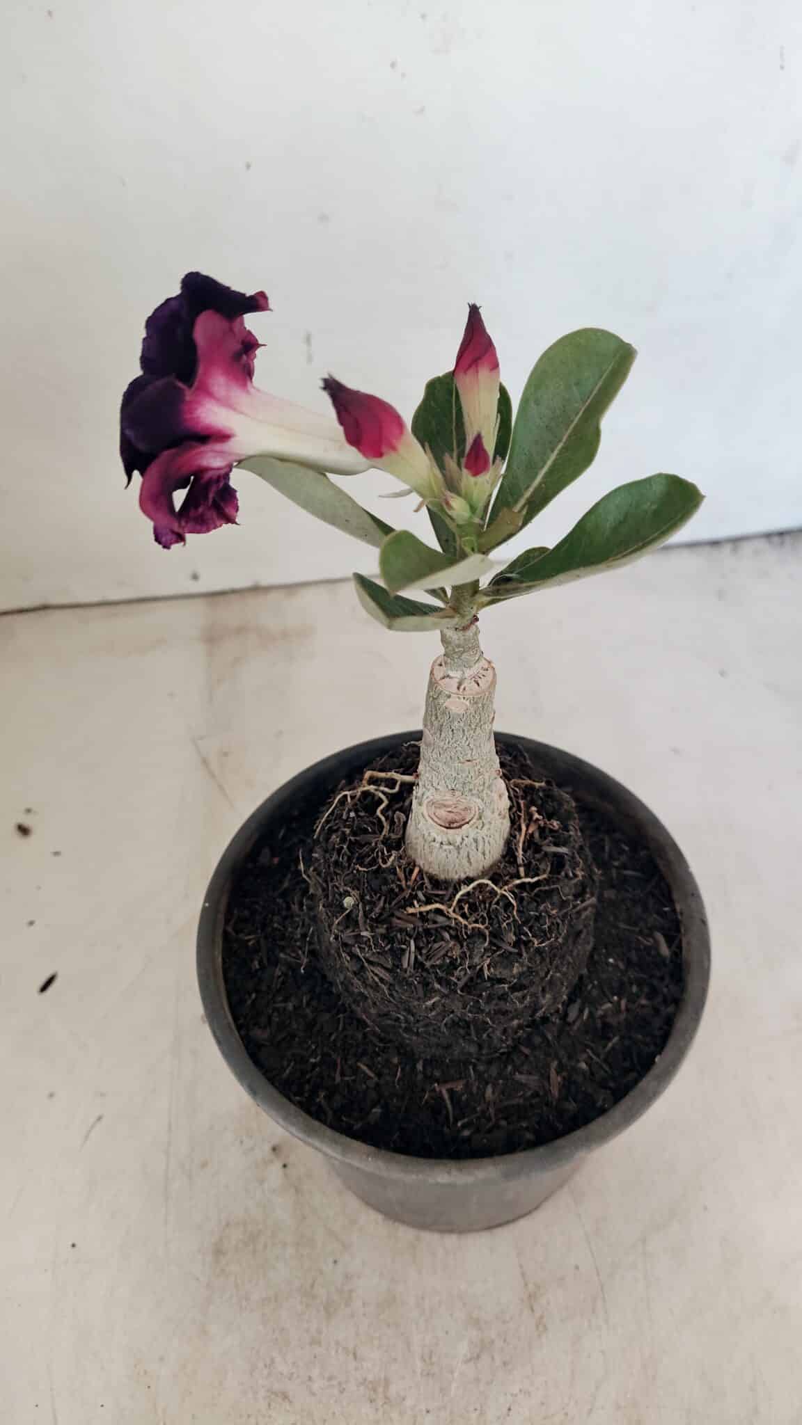 ENXERTO 12315 (6) ENXERTO 12315 – 20cm (cor LM 916) - Imagem 6