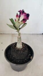 ENXERTO 12315 – 20cm (cor LM 916) - Imagem 5