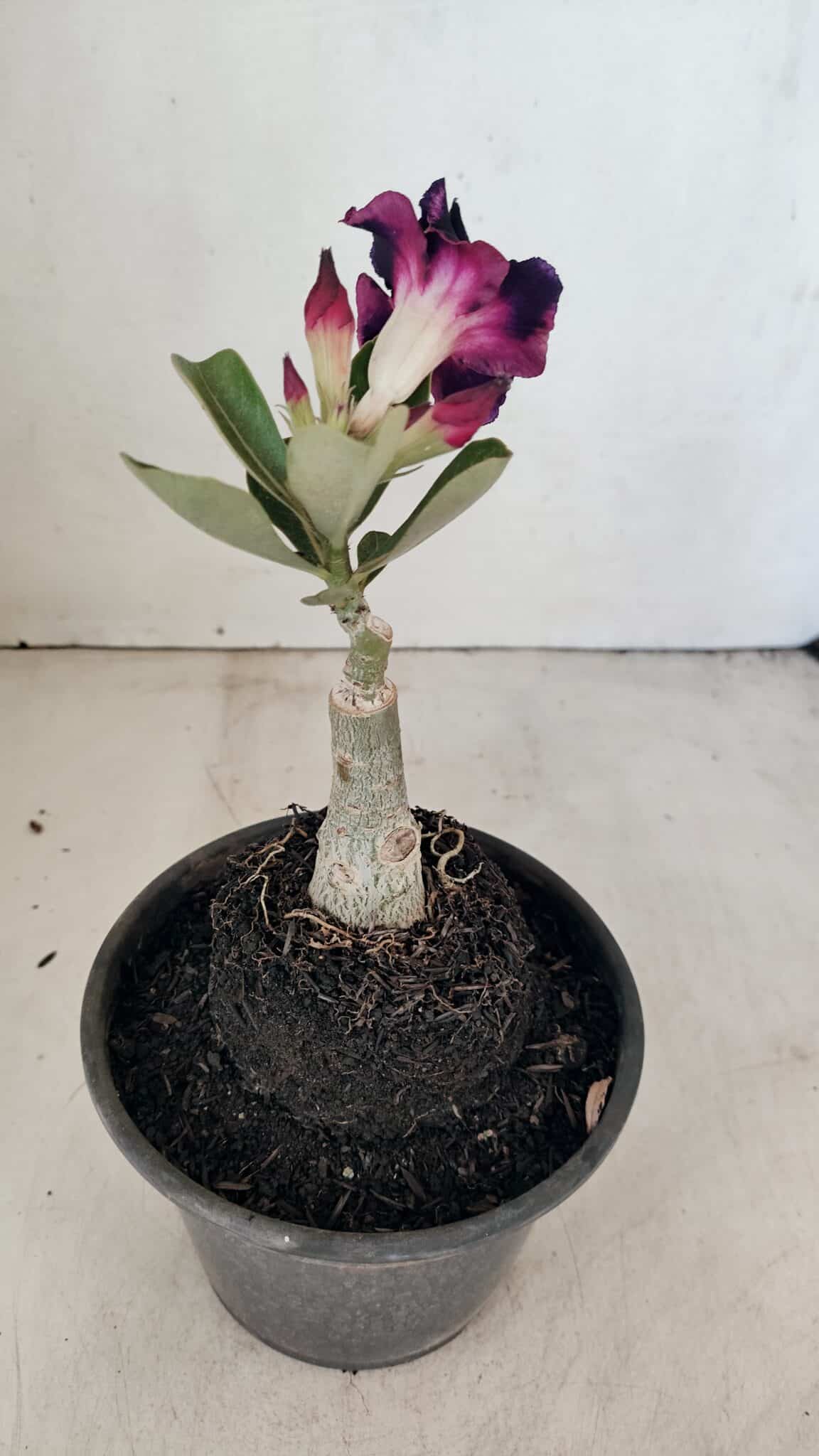 ENXERTO 12315 (7) ENXERTO 12315 – 20cm (cor LM 916) - Imagem 5