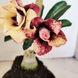 ENXERTO 12316 – 20cm (cor LM 827)