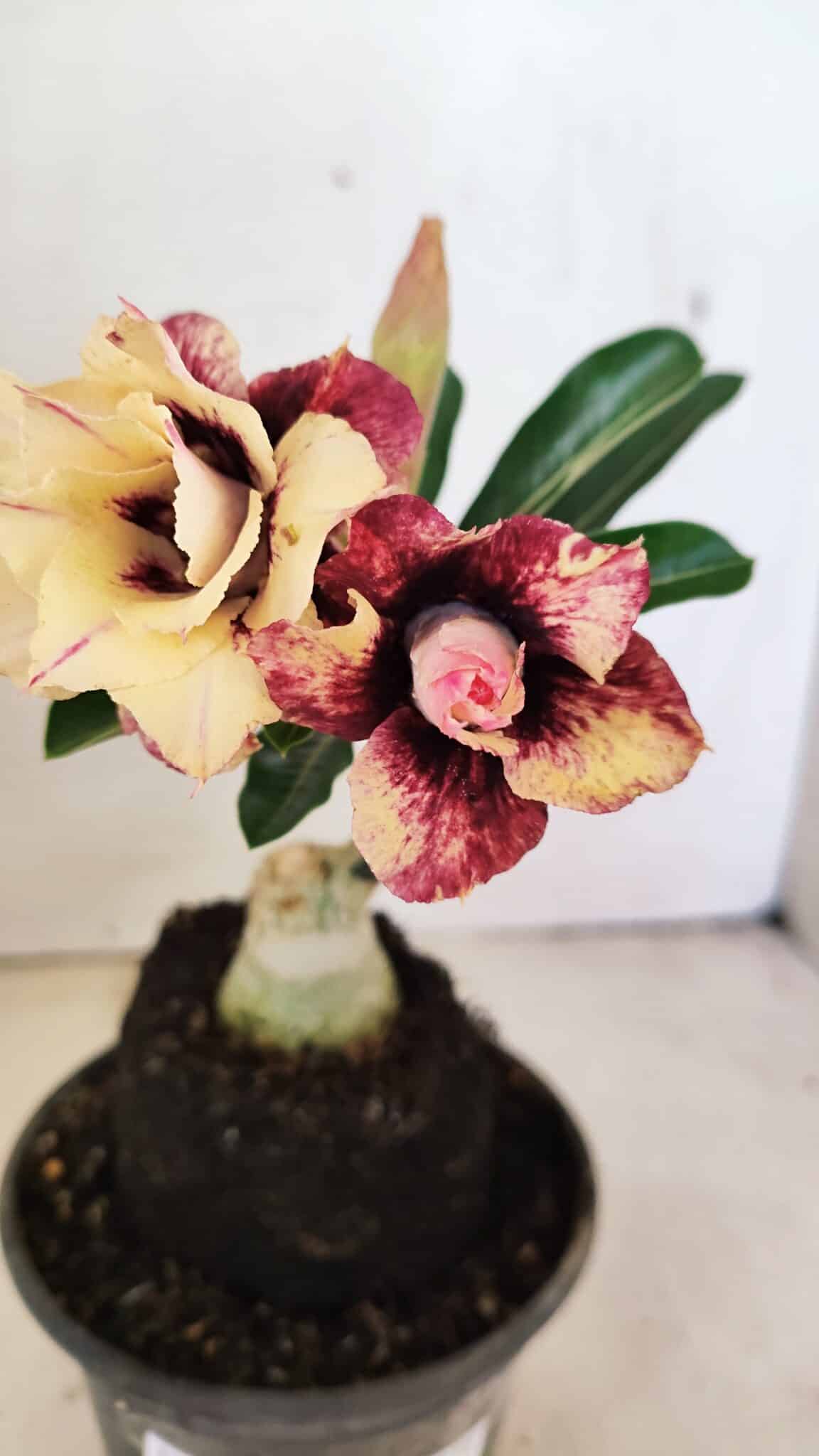 ENXERTO 12316 (2) ENXERTO 12316 – 20cm (cor LM 827) - Imagem 1