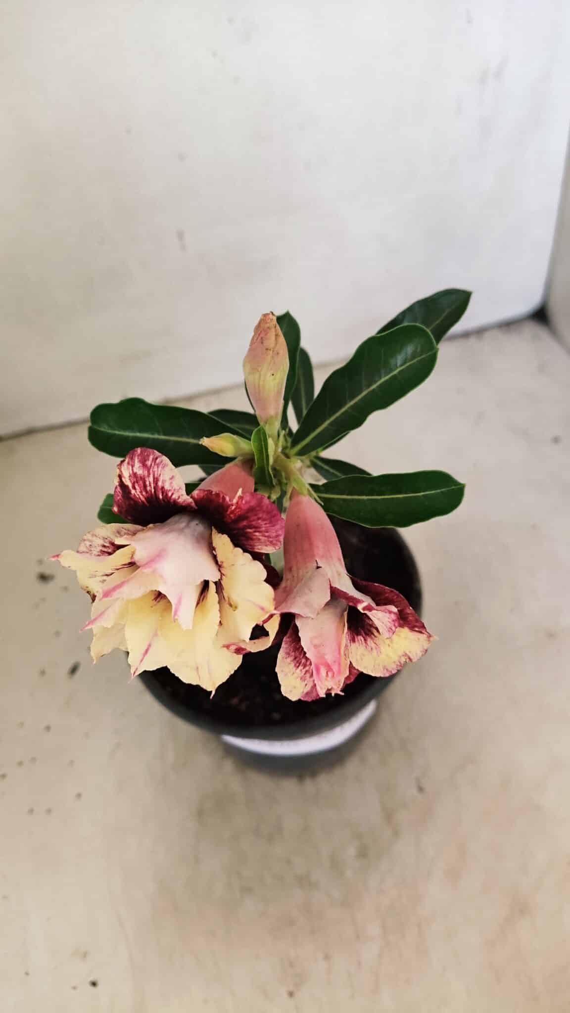 ENXERTO 12316 (3) ENXERTO 12316 – 20cm (cor LM 827) - Imagem 7