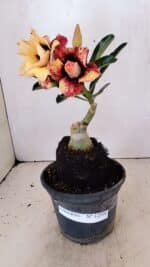 ENXERTO 12316 – 20cm (cor LM 827) - Imagem 2