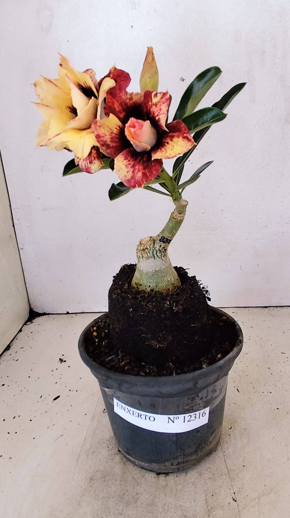 ENXERTO 12316 (4) ENXERTO 12316 – 20cm (cor LM 827) - Imagem 2