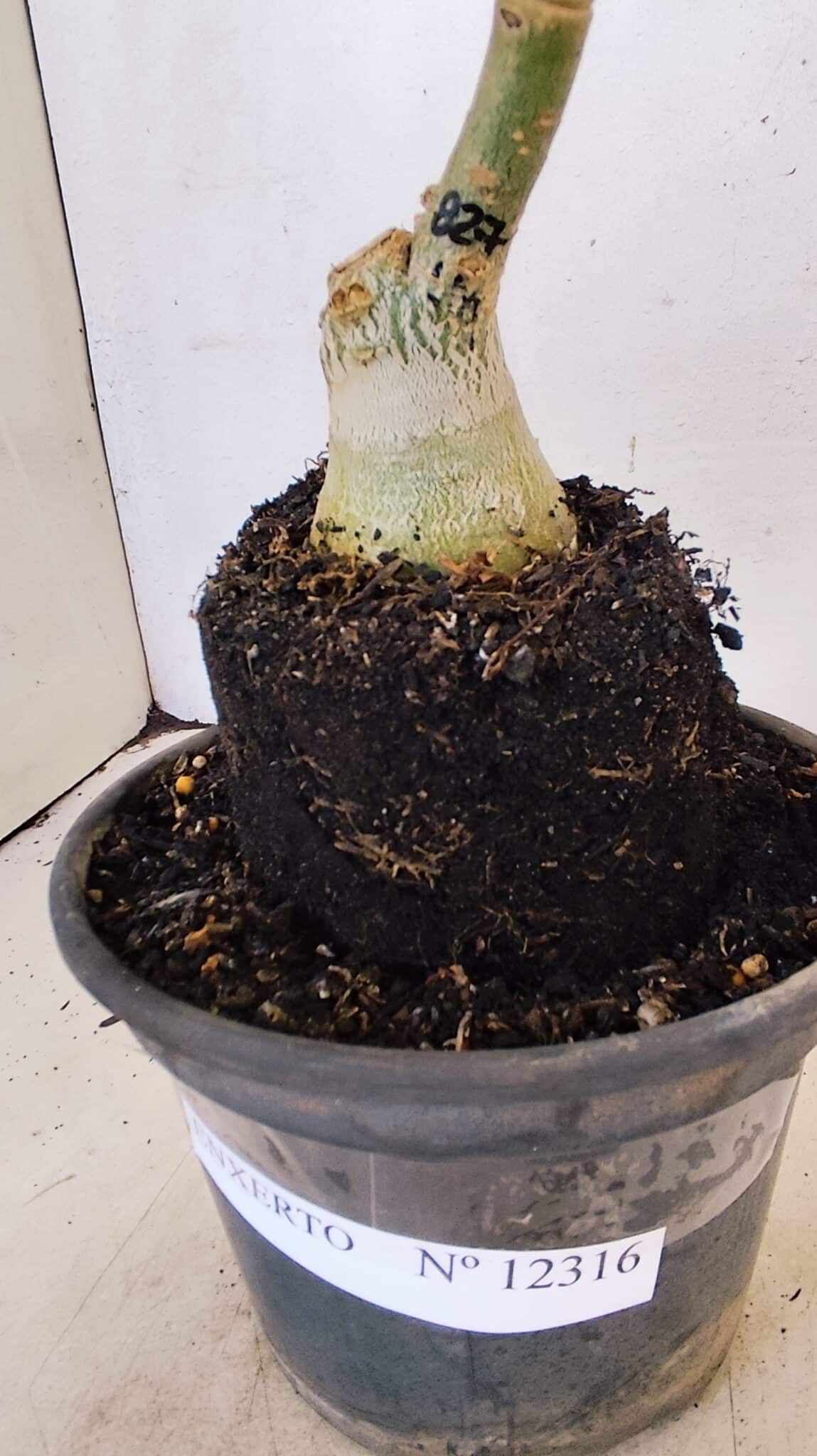 ENXERTO 12316 (5) ENXERTO 12316 – 20cm (cor LM 827) - Imagem 6