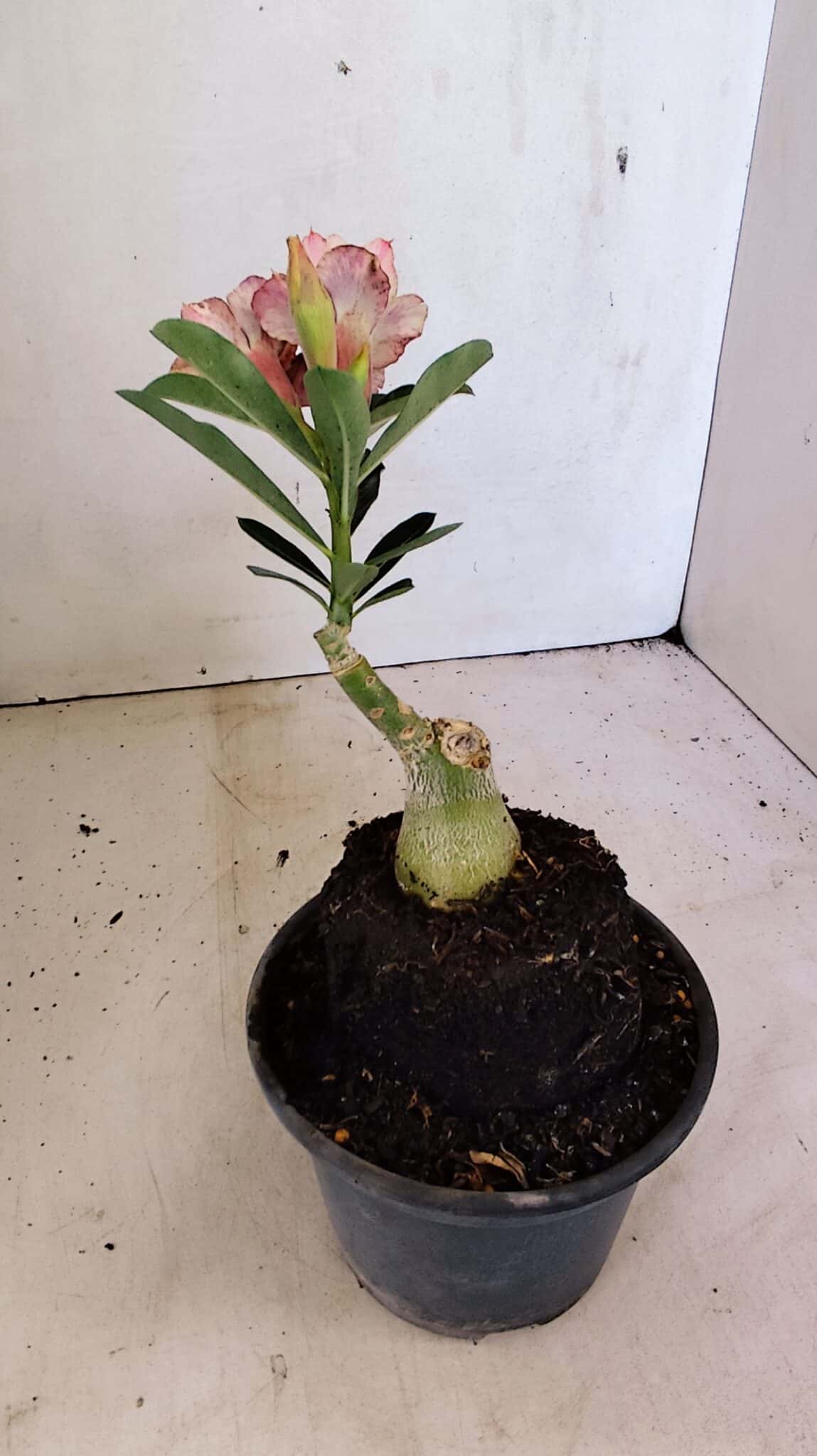 ENXERTO 12316 (6) ENXERTO 12316 – 20cm (cor LM 827) - Imagem 5