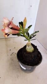 ENXERTO 12316 – 20cm (cor LM 827) - Imagem 4