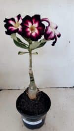 ENXERTO 12317 – 20cm (cor LM 1003) - Imagem 2