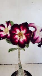 ENXERTO 12317 – 20cm (cor LM 1003)