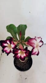 ENXERTO 12317 – 20cm (cor LM 1003) - Imagem 4