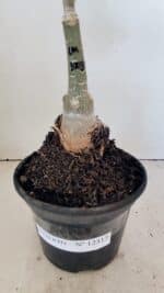 ENXERTO 12317 – 20cm (cor LM 1003) - Imagem 6