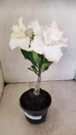 ENXERTO 12318 – 20cm (cor LM 615)