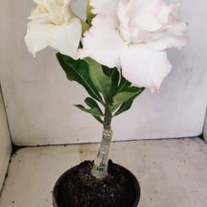 ENXERTO 12318 – 20cm (cor LM 615)