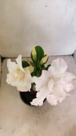 ENXERTO 12318 – 20cm (cor LM 615) - Imagem 4