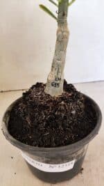 ENXERTO 12318 – 20cm (cor LM 615) - Imagem 7