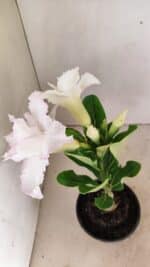 ENXERTO 12318 – 20cm (cor LM 615) - Imagem 5