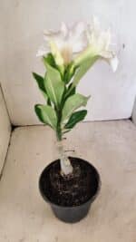 ENXERTO 12318 – 20cm (cor LM 615) - Imagem 6