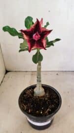 ENXERTO 12319 – 20cm (cor LM 362) - Imagem 2