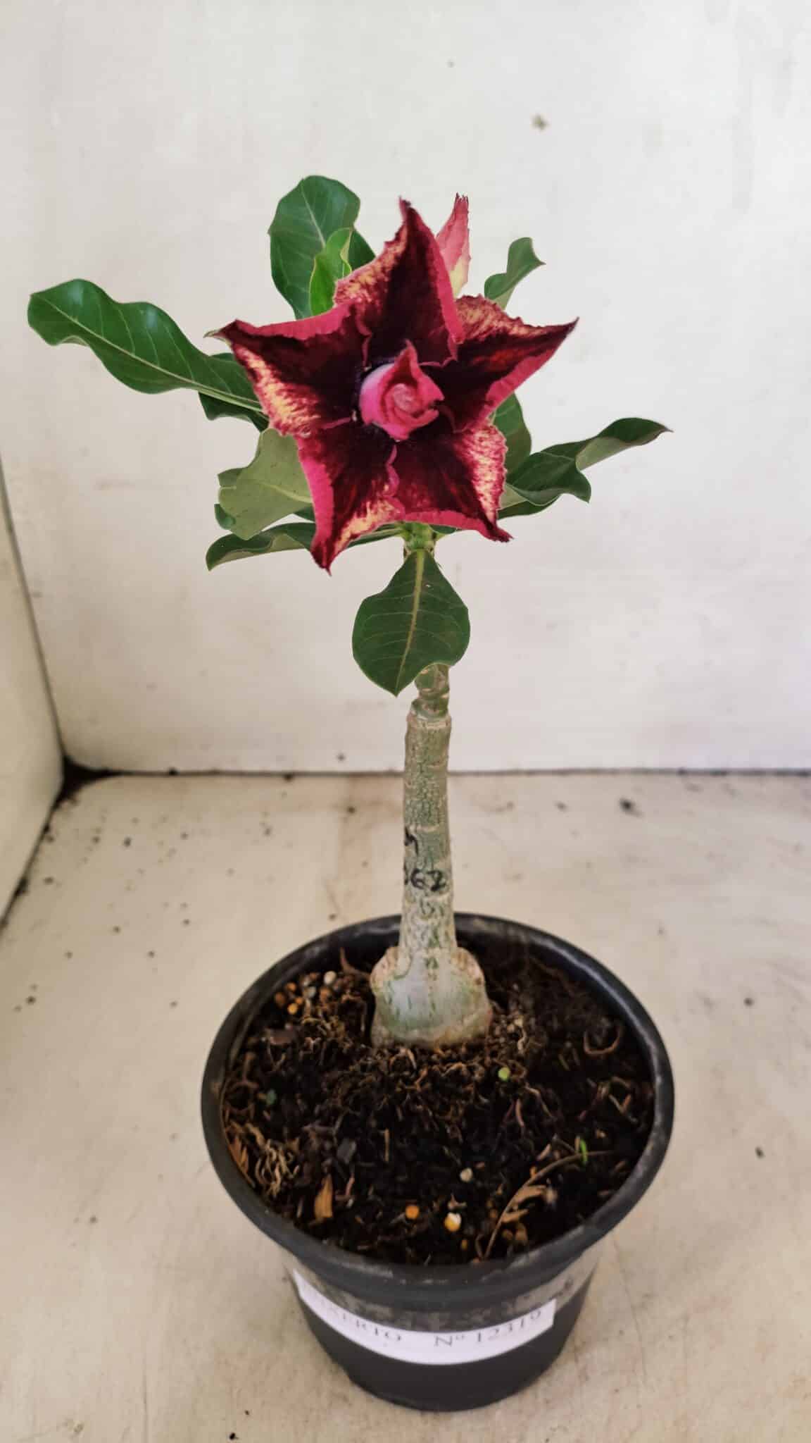 ENXERTO 12319 (1) ENXERTO 12319 – 20cm (cor LM 362) - Imagem 2