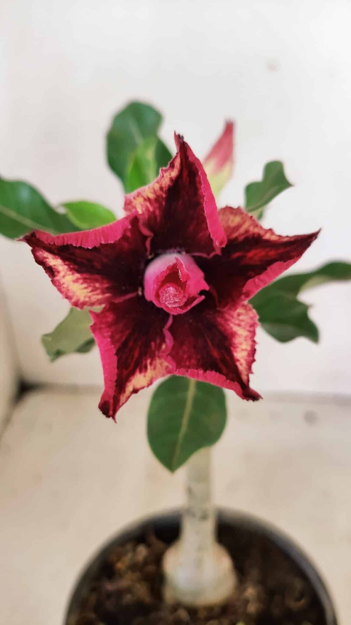 ENXERTO 12319 (2) ENXERTO 12319 – 20cm (cor LM 362) - Imagem 1