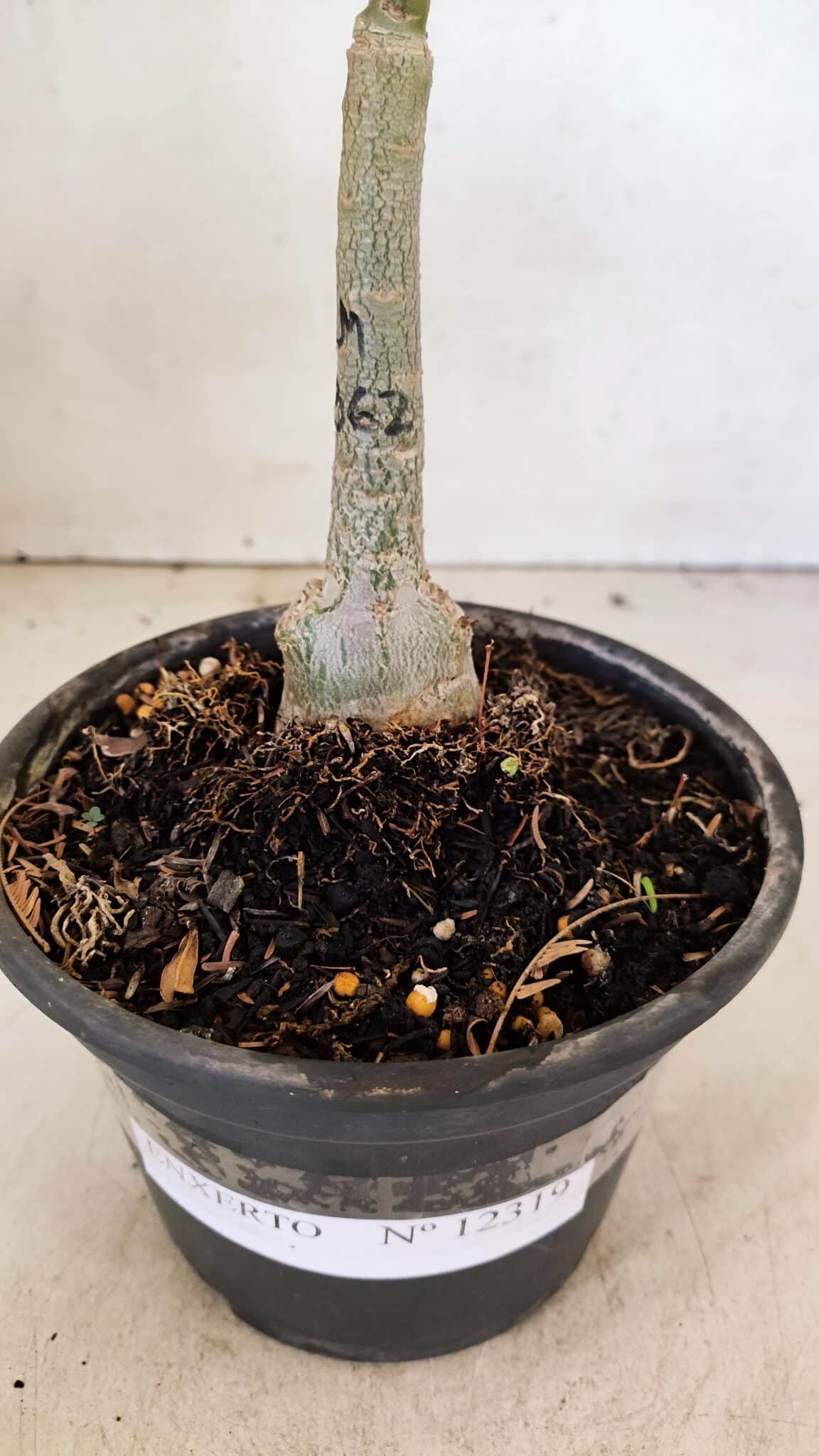 ENXERTO 12319 (3) ENXERTO 12319 – 20cm (cor LM 362) - Imagem 7