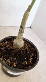 ENXERTO 12319 – 20cm (cor LM 362) - Imagem 6