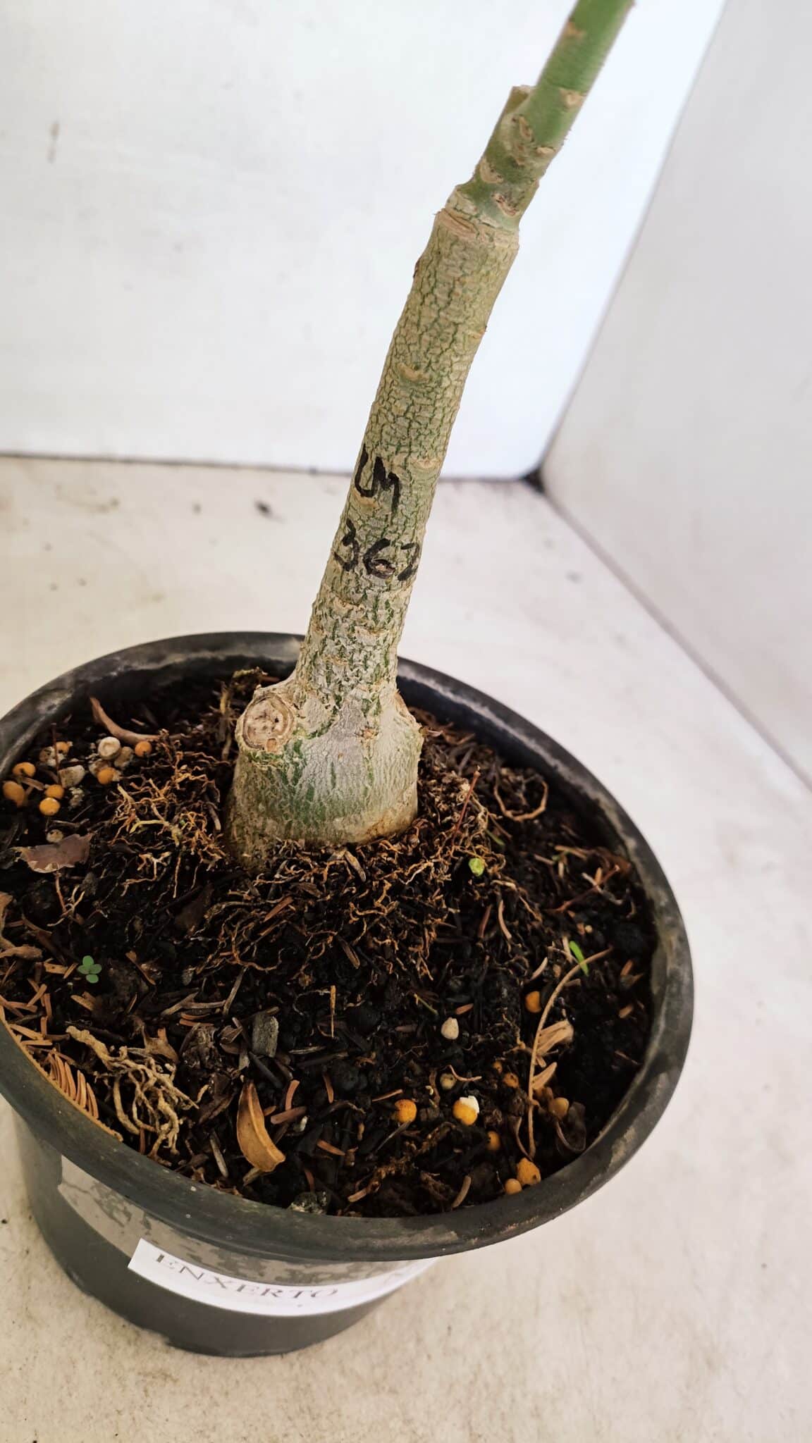 ENXERTO 12319 (4) ENXERTO 12319 – 20cm (cor LM 362) - Imagem 6