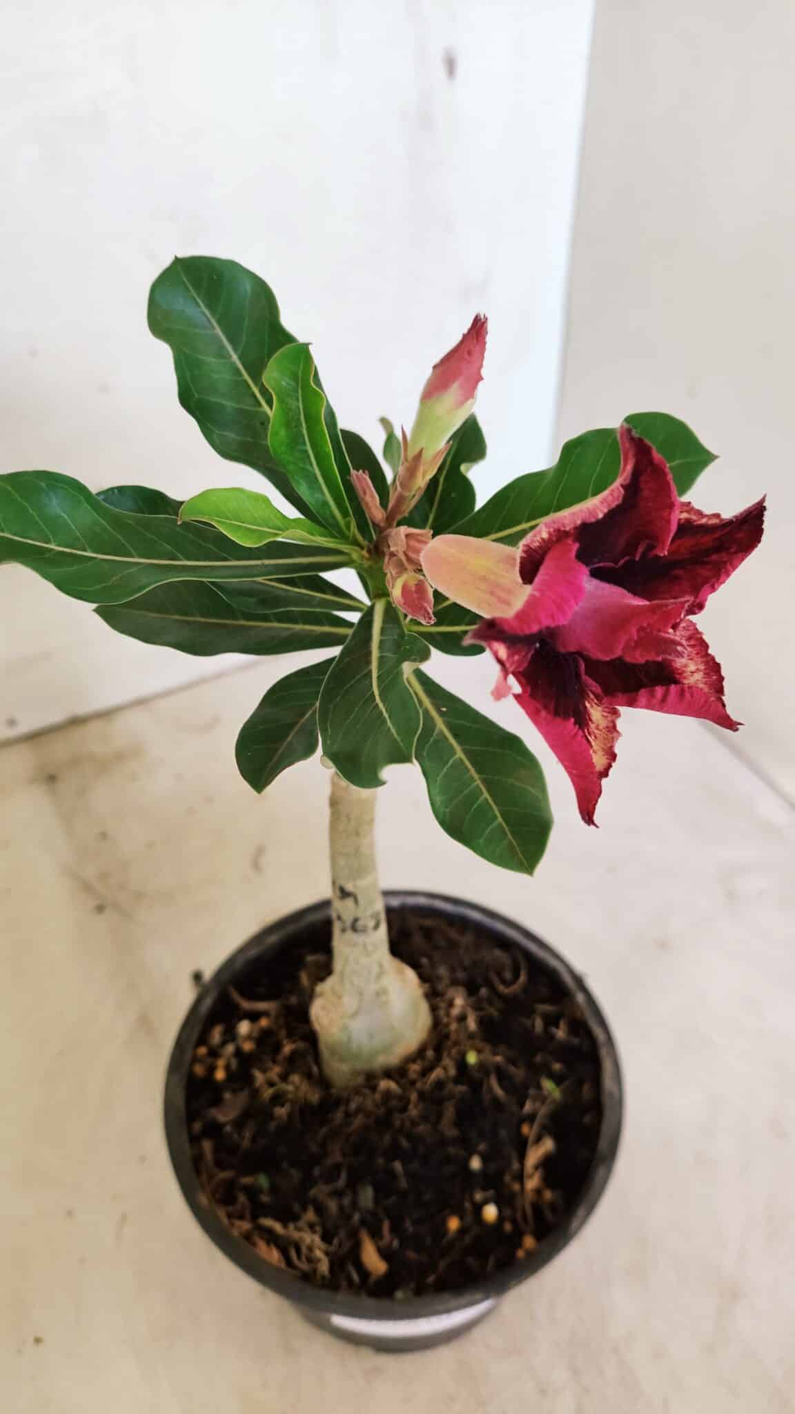 ENXERTO 12319 (5) ENXERTO 12319 – 20cm (cor LM 362) - Imagem 4