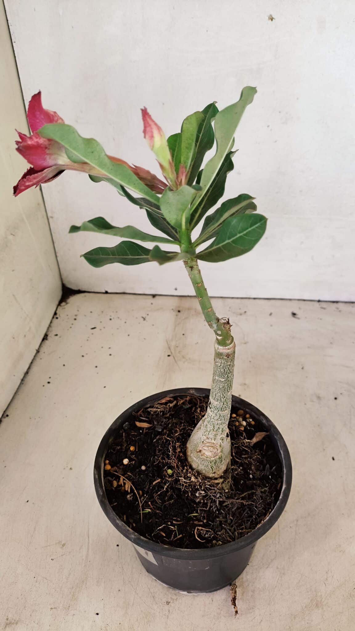 ENXERTO 12319 (6) ENXERTO 12319 – 20cm (cor LM 362) - Imagem 5