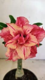 ENXERTO 12320 – 20cm (cor LM 402)