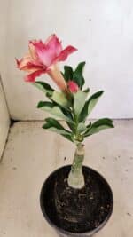 ENXERTO 12320 – 20cm (cor LM 402) - Imagem 5