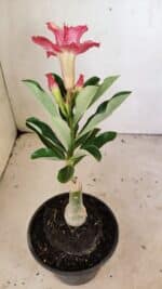 ENXERTO 12320 – 20cm (cor LM 402) - Imagem 4