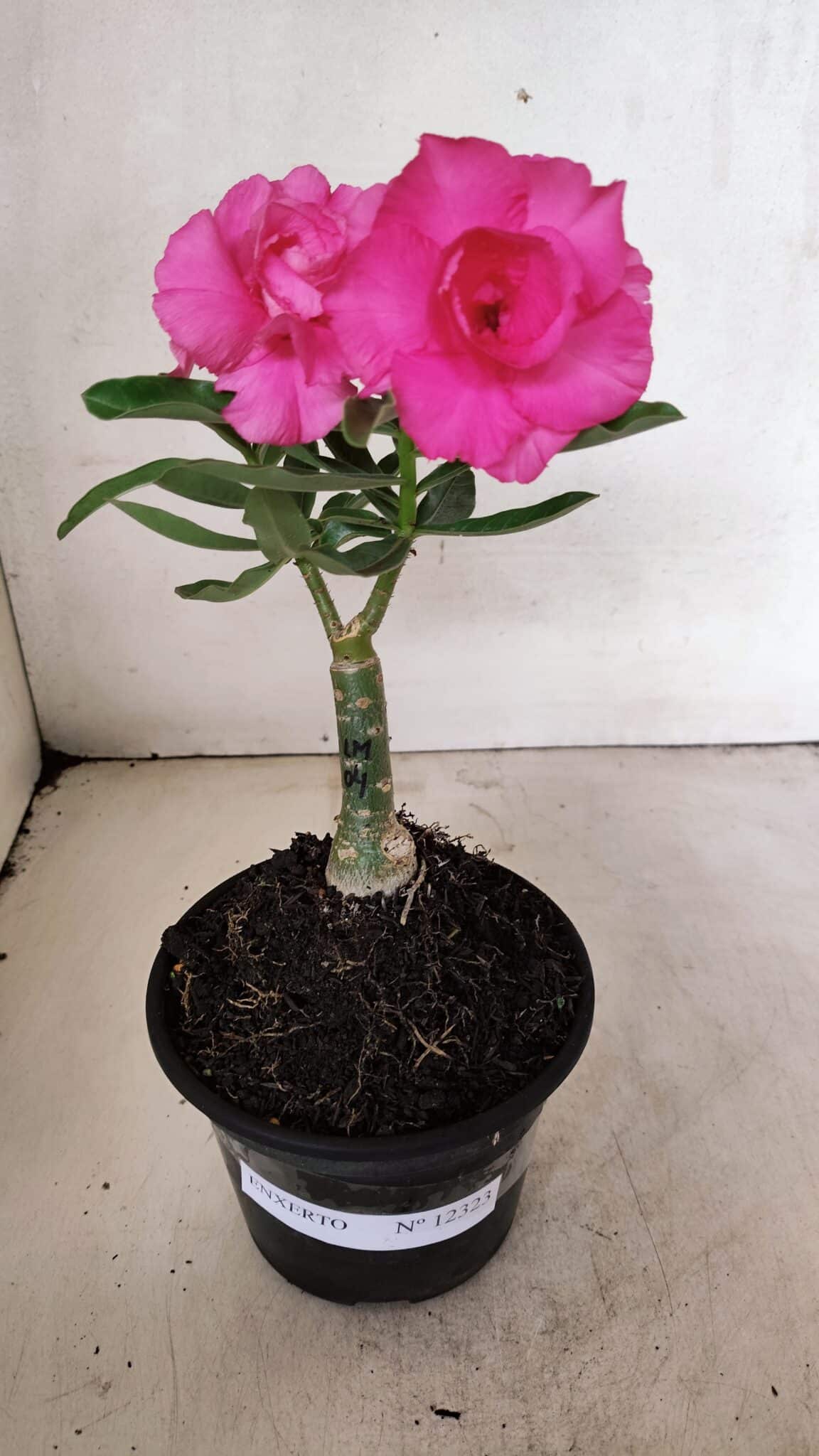 ENXERTO 12323 (1) ENXERTO 12323 – 20cm (cor LM 04) - Imagem 2