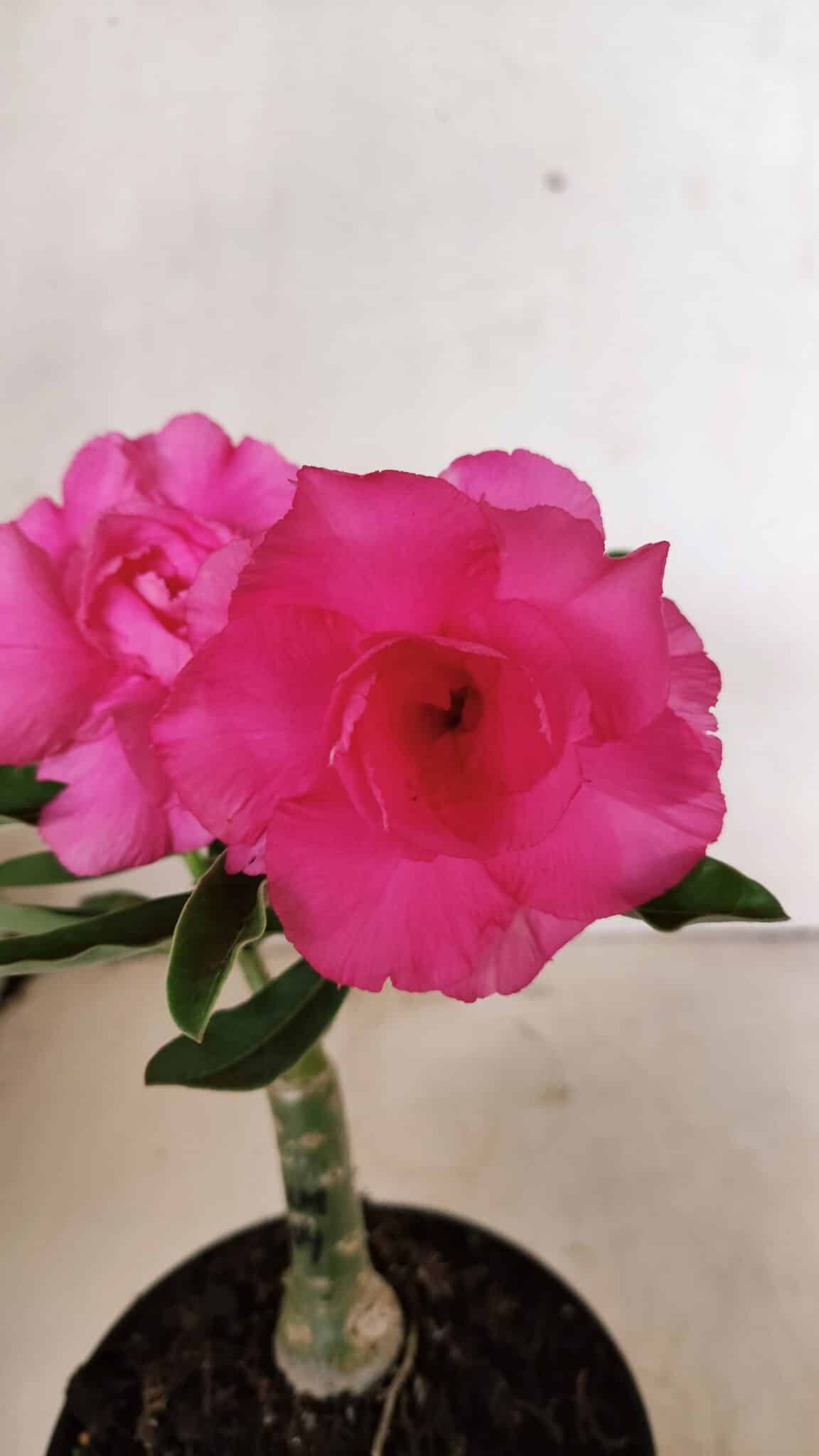 ENXERTO 12323 (2) ENXERTO 12323 – 20cm (cor LM 04) - Imagem 1