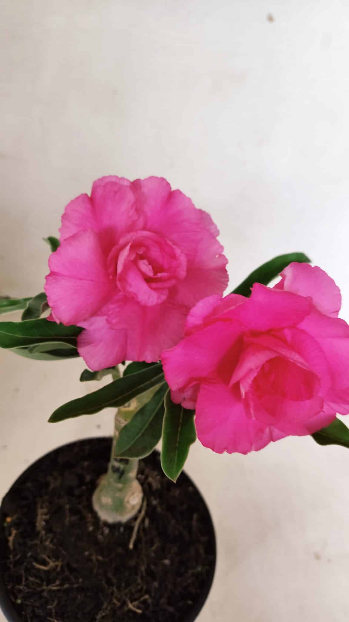 ENXERTO 12323 (3) ENXERTO 12323 – 20cm (cor LM 04) - Imagem 4